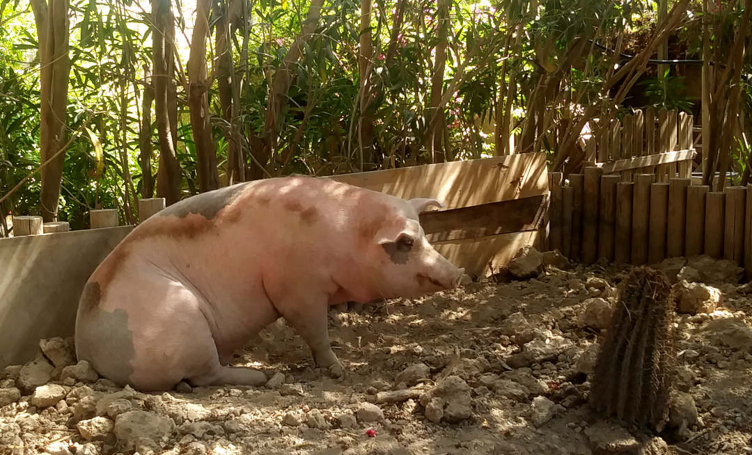 Rupert, The Pig