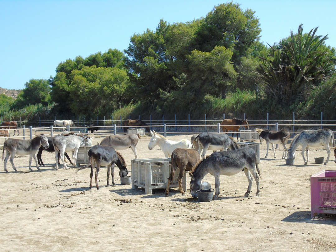 The Donkey Field