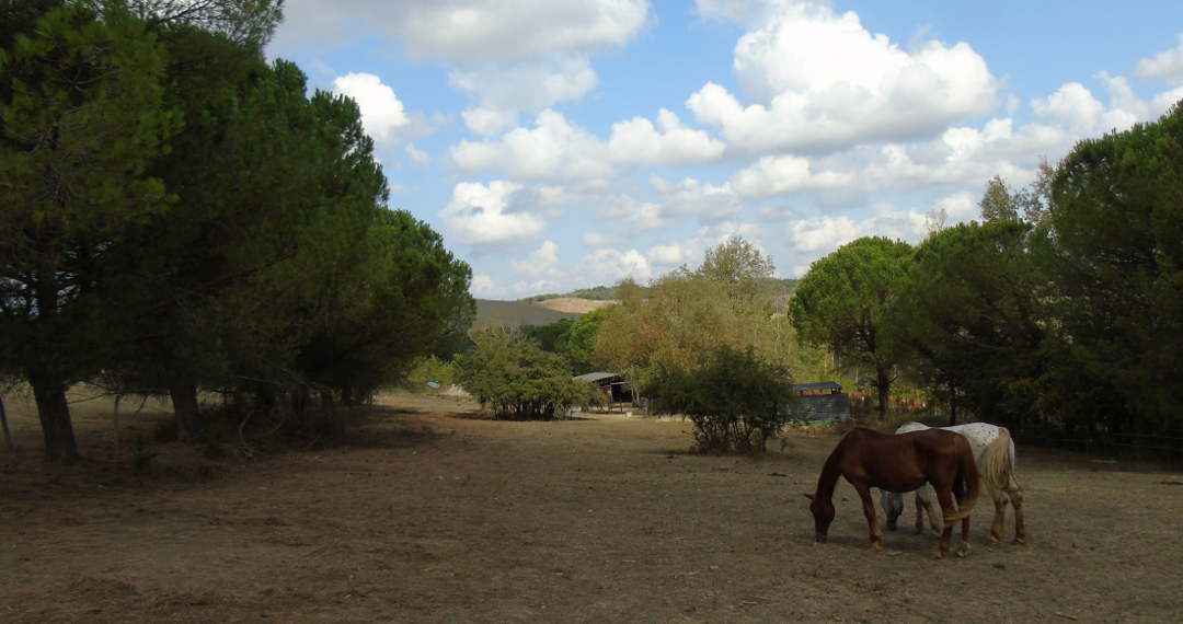 Space for the horses to roam free