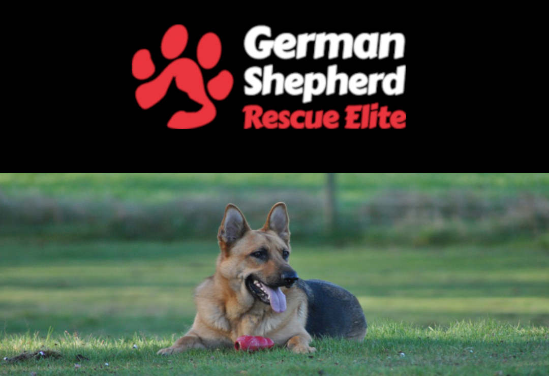 German Shepherd Rescue Elite (GSRE)