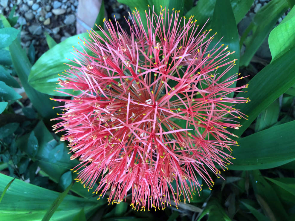 Blood Lily Flower