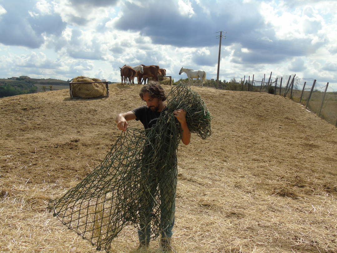 Sonny collecting up hay nets.