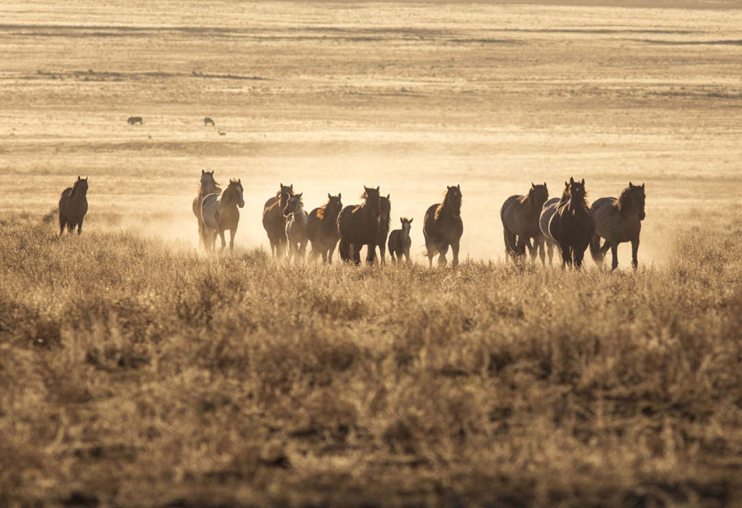 American Wild Horse Conservation (AWHC)