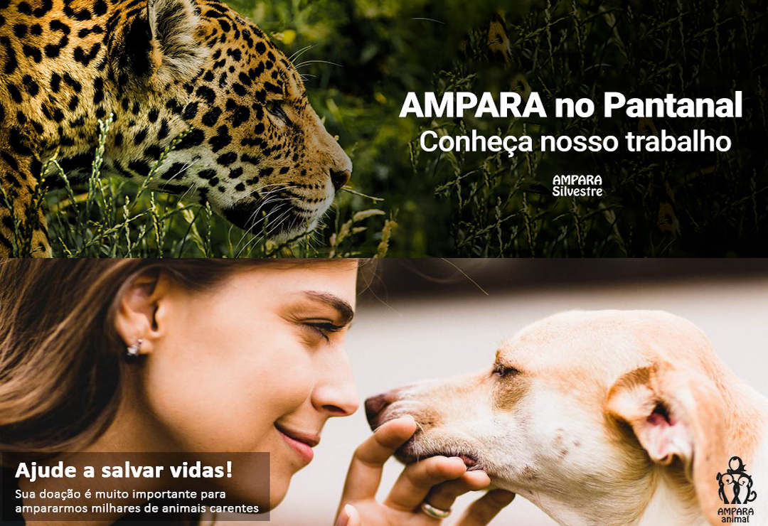 AMPARA Animal