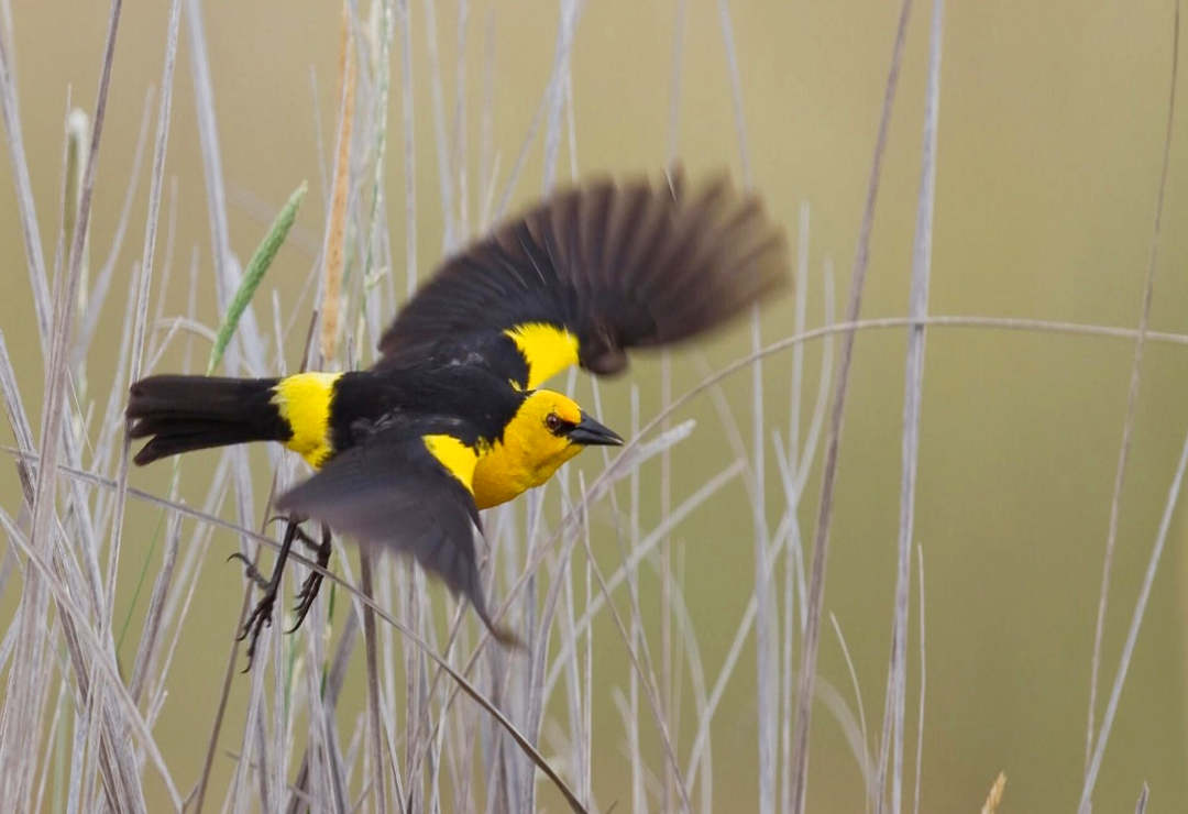 saffron-cowled blackbird