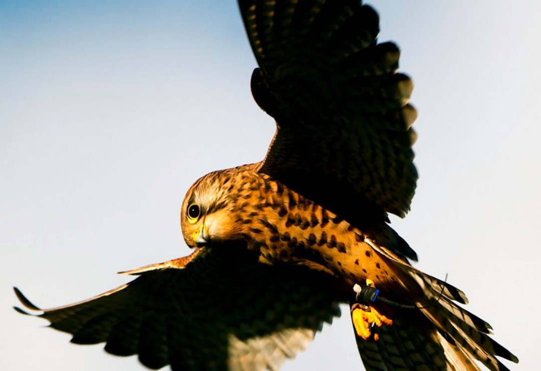 Hawk Conservancy Trust (HCT)
