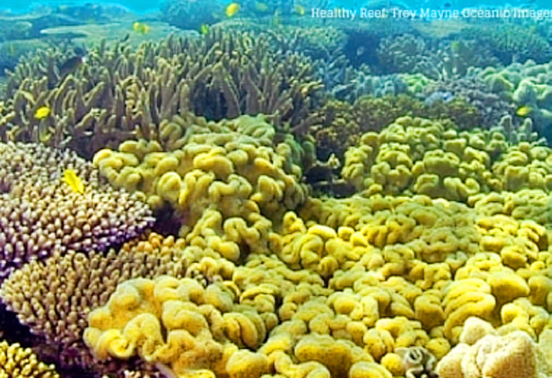 A healthy coral