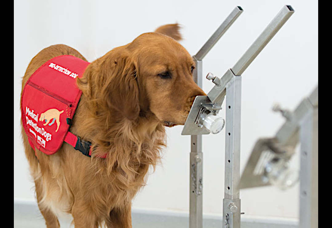 Medical Detection Dogs (MDD)