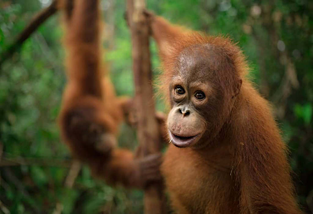 Save the Orangutan