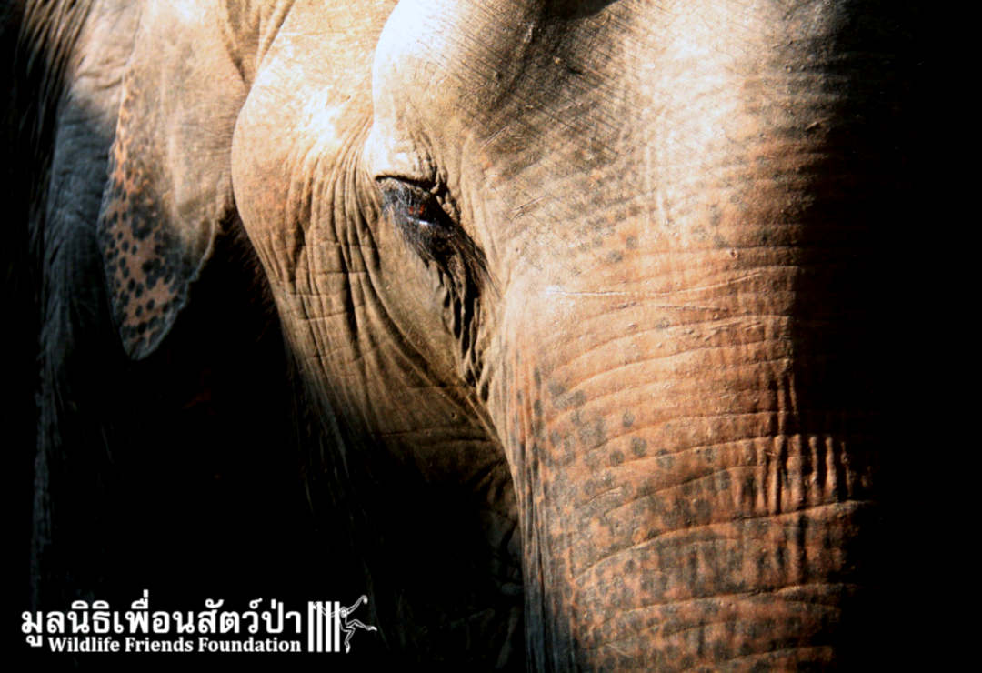 Wildlife Friends Foundation Thailand (WFFT)